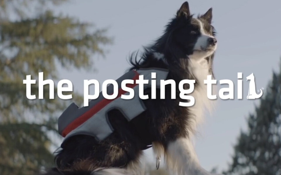 Hunde können nun Selfies machen und auch posten! 