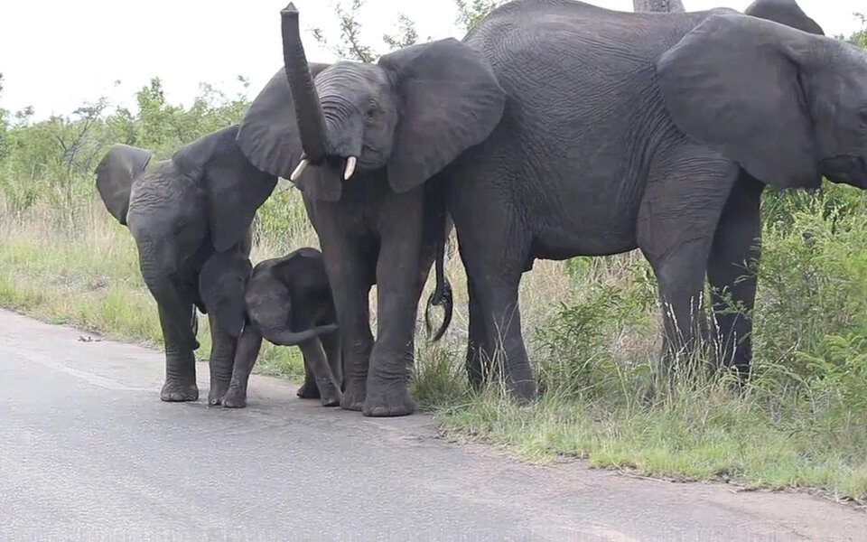 Baby-Elefant kann nichts mit seinem Rüssel anfangen