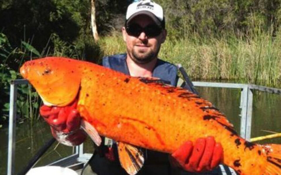 Monster-Goldfische schocken Australien
