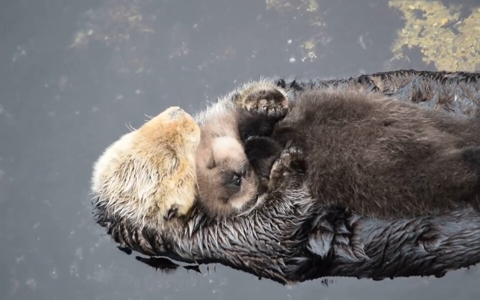 Diese Otter-Mutter tut wirklich alles für ihr Kleines