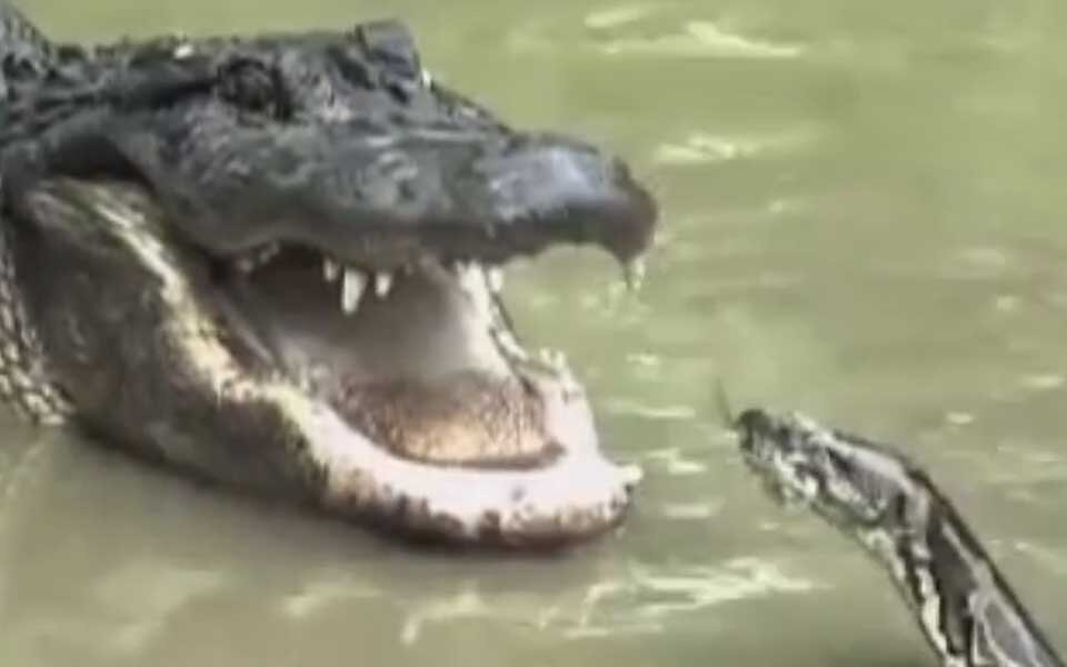 Das passiert wenn Python und Alligator kämpfen