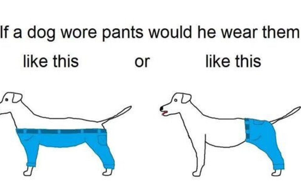 Wie soll ein Hund seine Hose tragen?