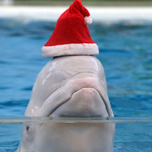 Auch dieser Beluga-Wahl aus Yokohama freut sich schon auf Weihnachten