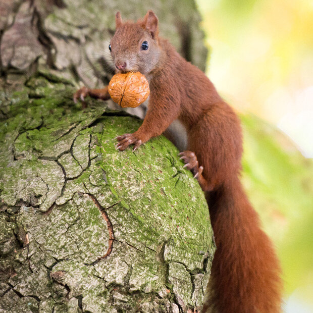 Ein Eichhörnchen klettert in Hamburg mit einer Wallnuss einen Baum hinauf