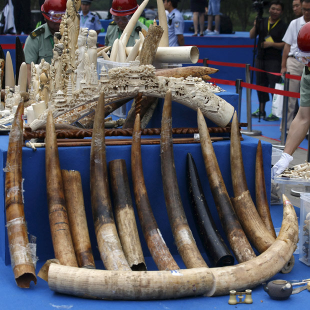 China vernichtete mehr als 660 Kilo Elfenbein