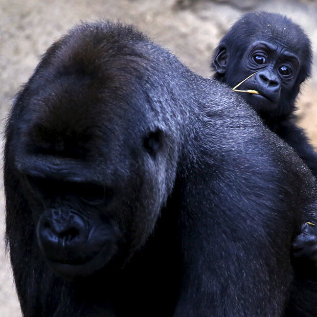 Mjukuu reitet auf Mama Mbeli im Zoo in Sydney