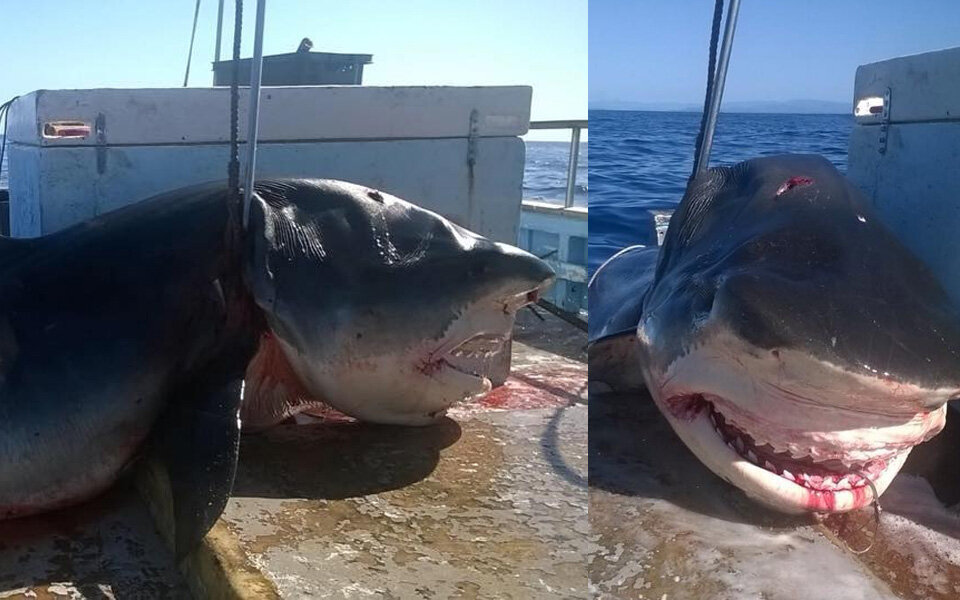 6-Meter-Hai vor Badestrand gefangen