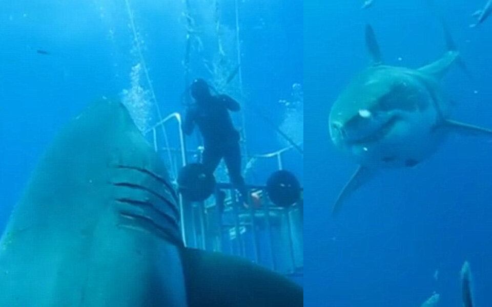 Größten Weißen Hai aller Zeiten gefilmt