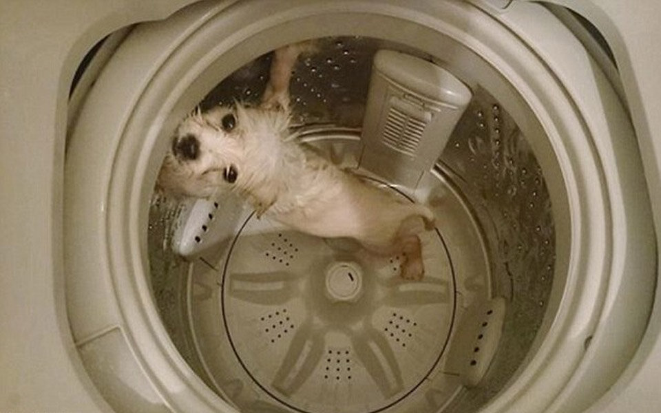 Teenager steckt Hund in Waschmaschine