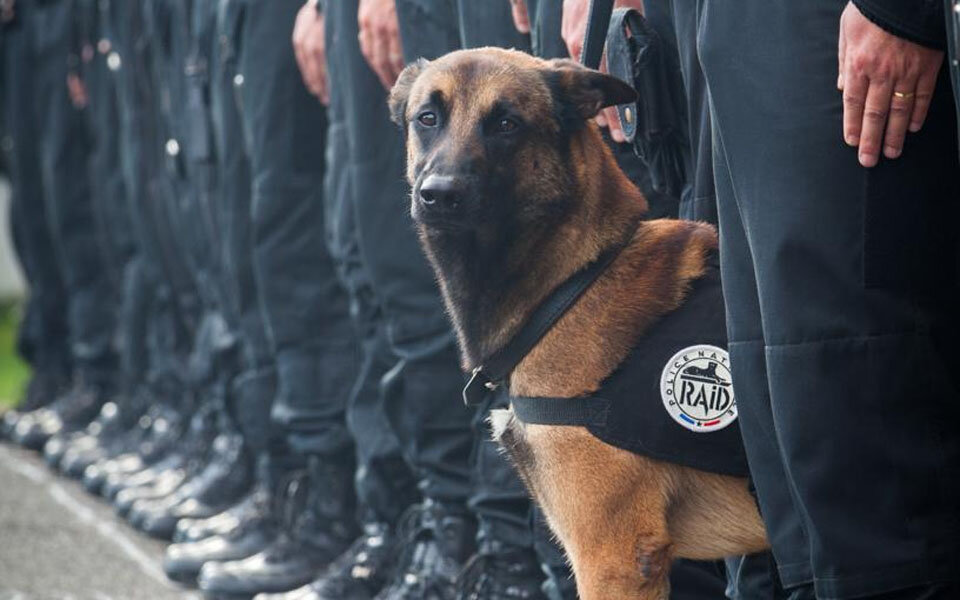 Polizeihund 'Diesel' starb bei Selbstmord-Attentat