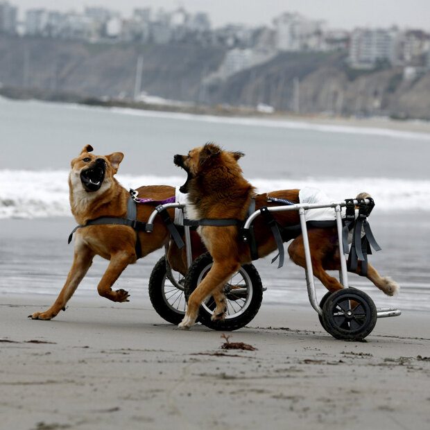 Zwei Hunde tollen in Rollstühlen über einen Strand in Peru