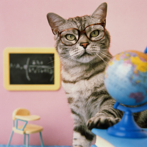 Katze mit Weltblick