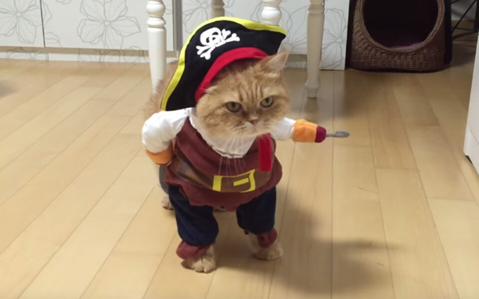 Diese süße Katze erobert das Internet