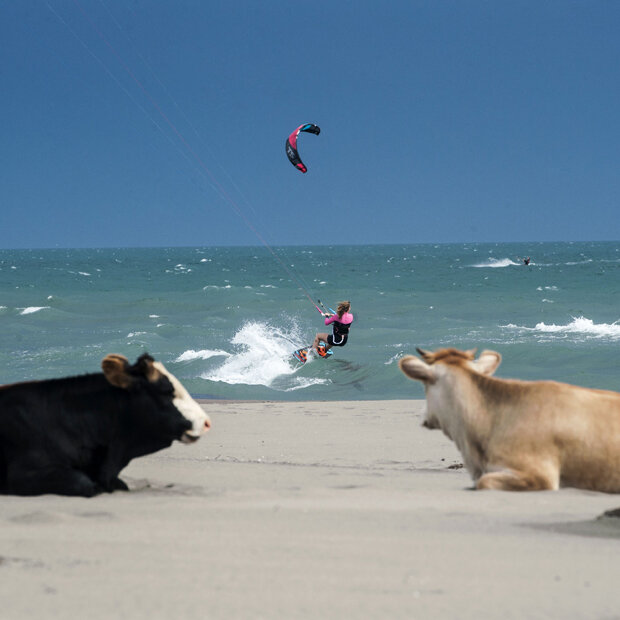 Zwei Kühe beobachten eine Kite-Surferin vor einem Strand in Montenegro
