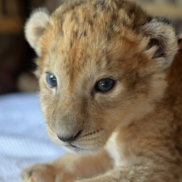Das verstoßene Löwenbaby Malor wird jetzt von der Zoodirektorin aufgezogen