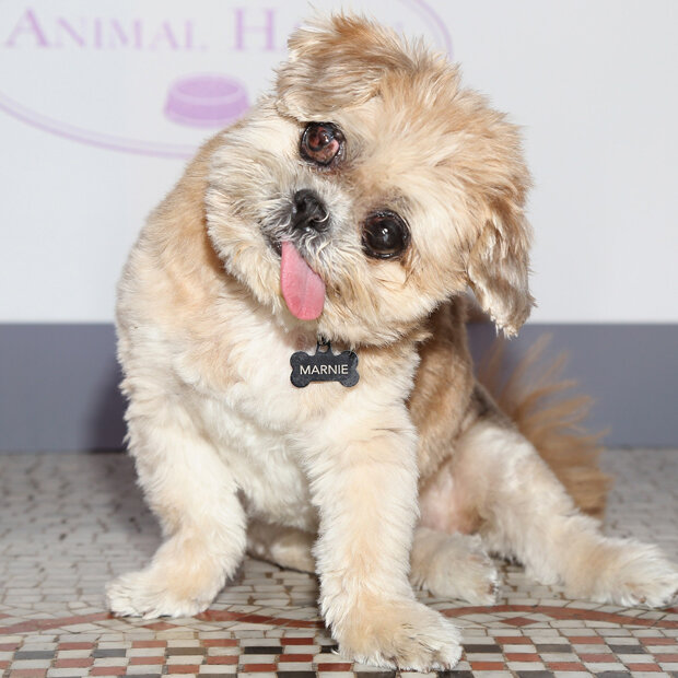 Hund Marnie posiert bei einer Benefiz-Veranstaltung