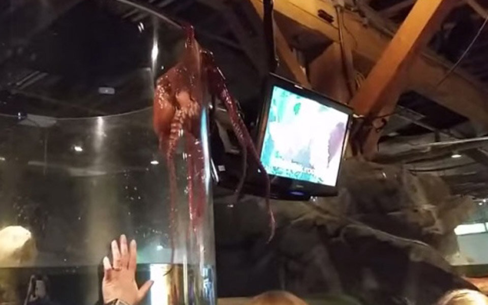 Riesen-Oktopus flieht aus Aquarium