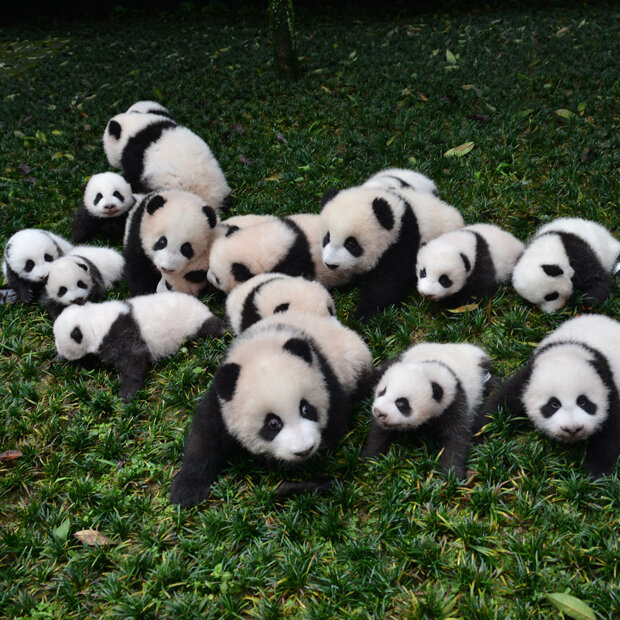 In einer chinesischen Forschungsstation freut man sich gleich über 26 Panda-Babys