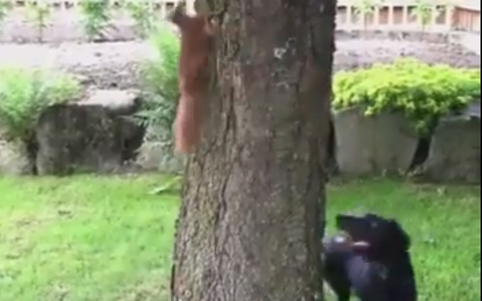 Jeder will sehen, wie Eichhörnchen Hund verarscht