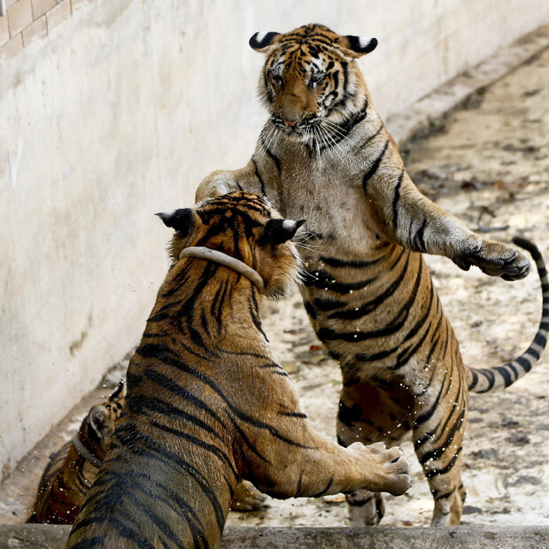 Zwei Tiger spielen in einem Zoo in Thailand miteinander