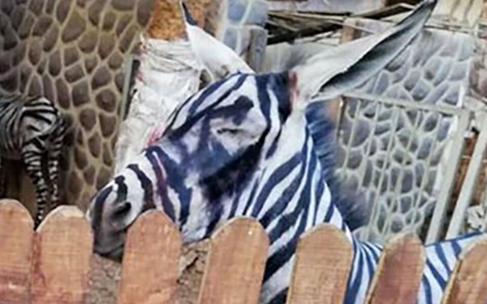 Zoo bezeichnet angemalten Esel als Zebra